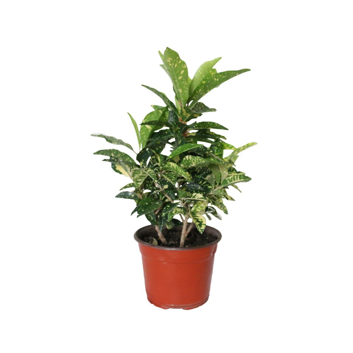 Conaplor - Planta crotón gold