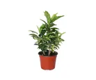 Planta crotón gold