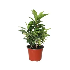 Planta crotón gold