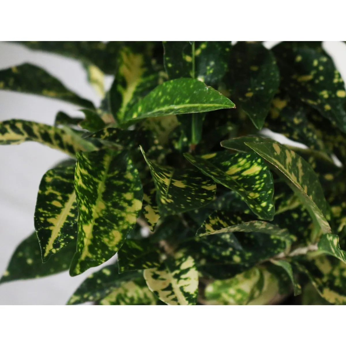 Conaplor - Planta crotón gold