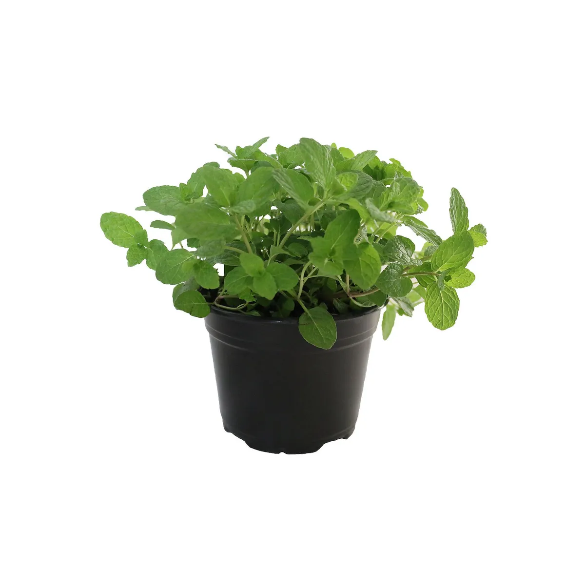 Conaplor - Planta menta