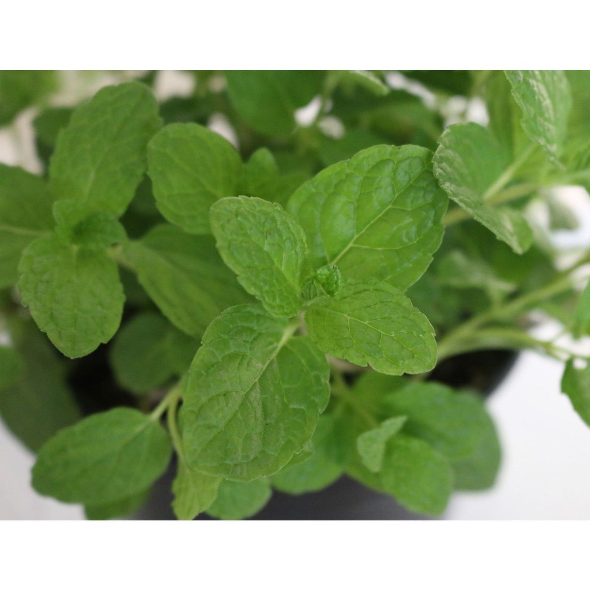 Conaplor - Planta menta