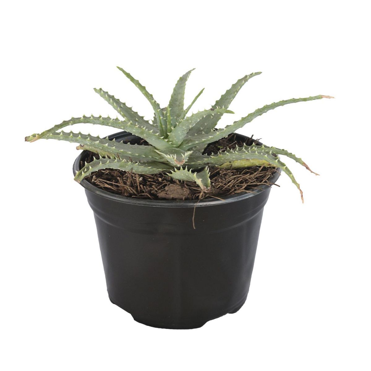 Conaplor - Planta sábila