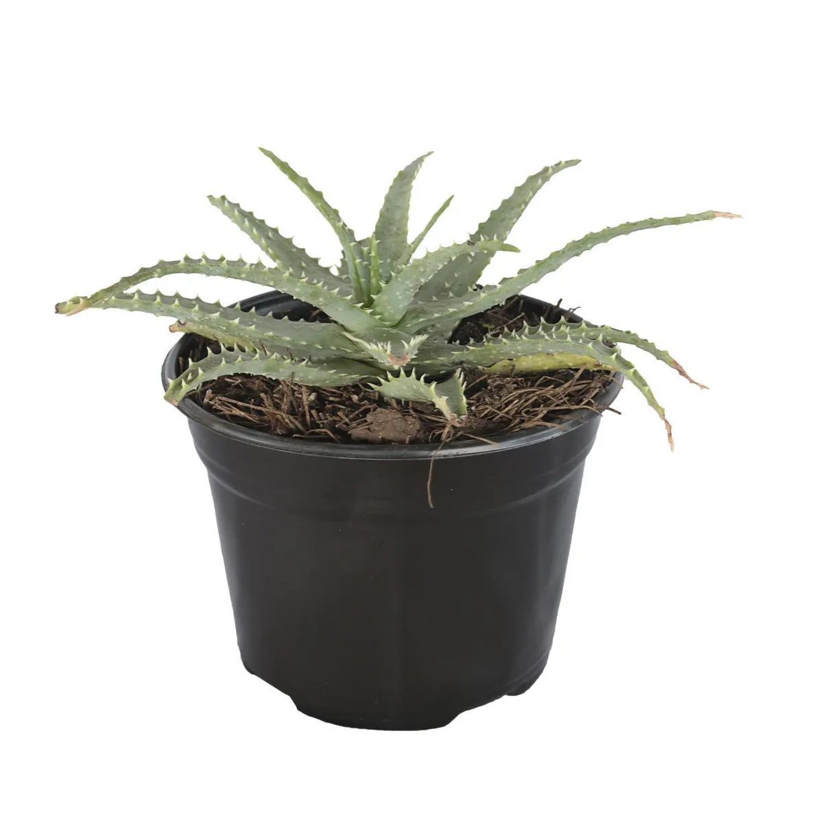 Conaplor - Planta sábila