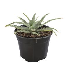 Planta sábila