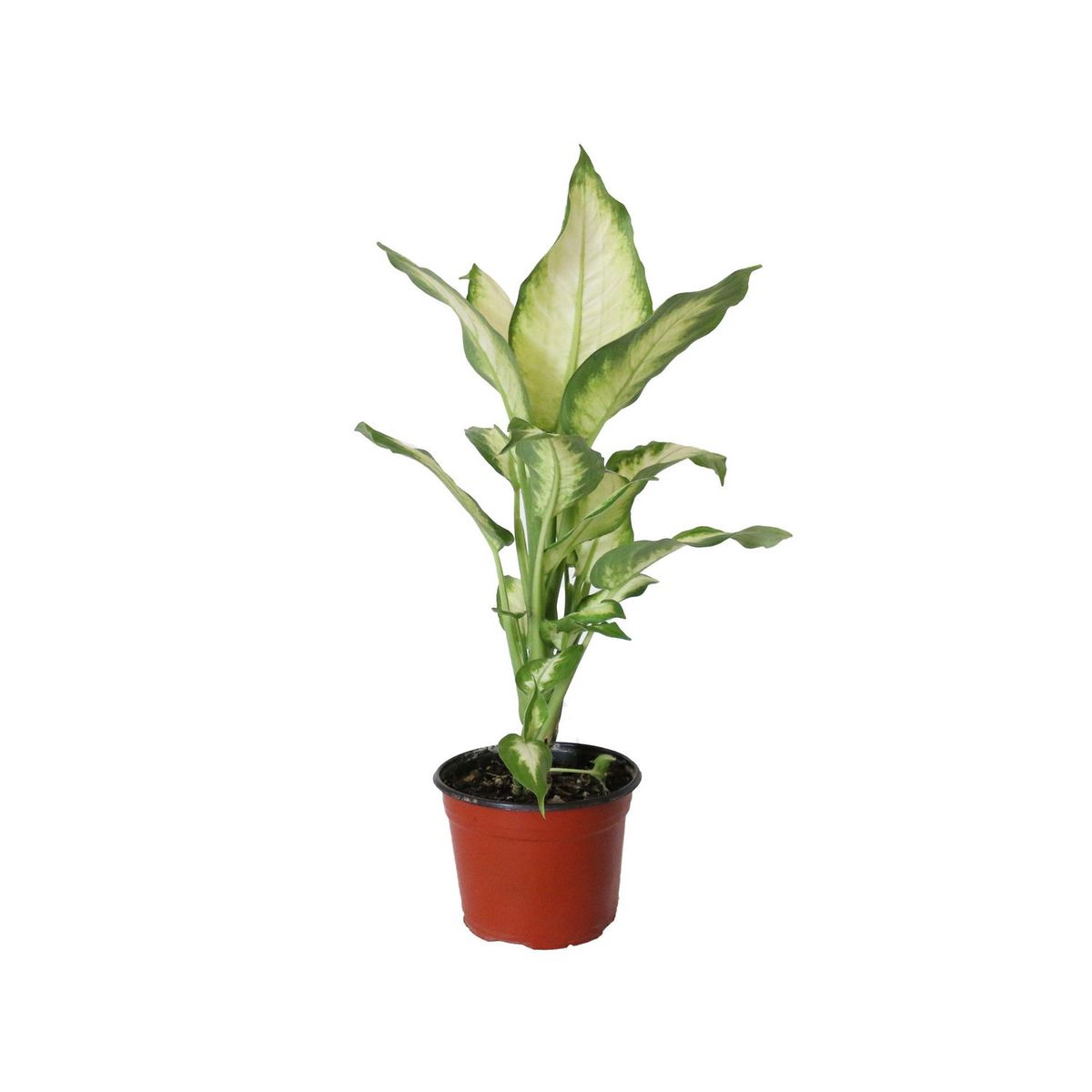 Planta Mariana, marca Conaplor - Foto Principal