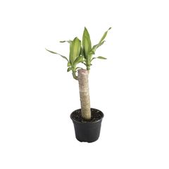 Planta palo de Brasil
