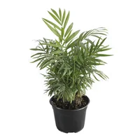 Planta palma camedor