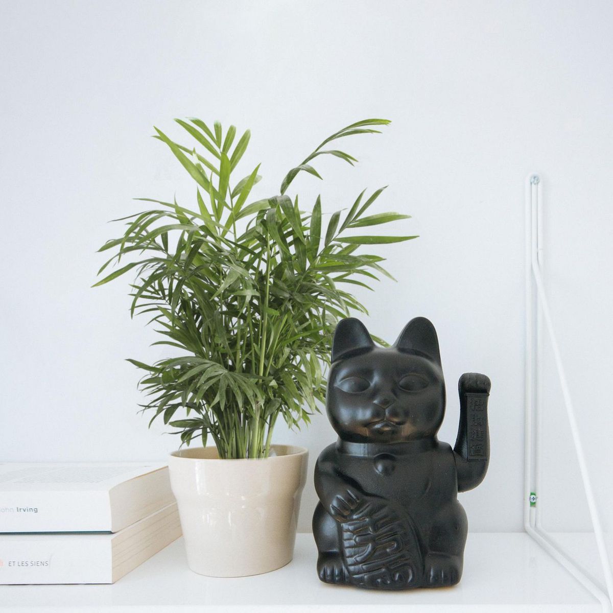 Conaplor - Planta palma camedor