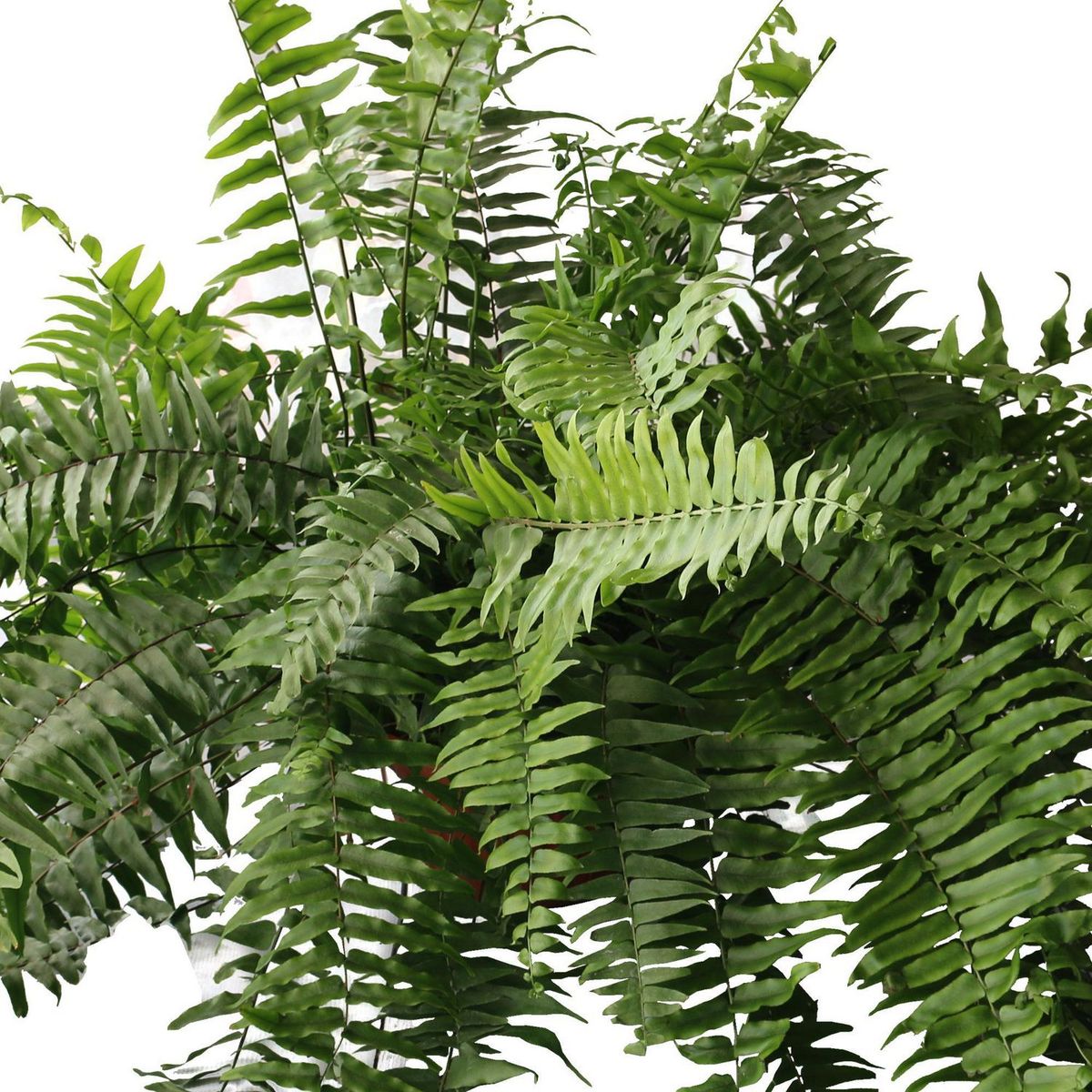 Planta helecho macho, marca Conaplor - Foto Principal