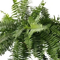 Planta helecho macho