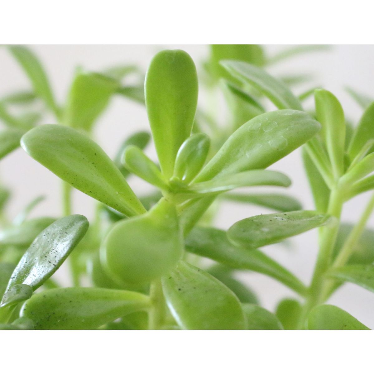 Conaplor - Planta crasulácea superbum