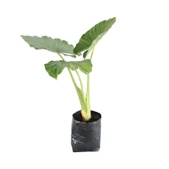 Planta Hoja Elegante