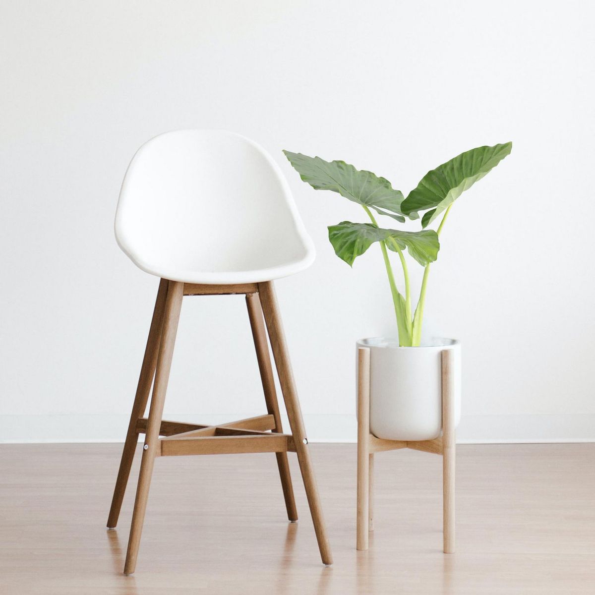 Conaplor - Planta Hoja Elegante