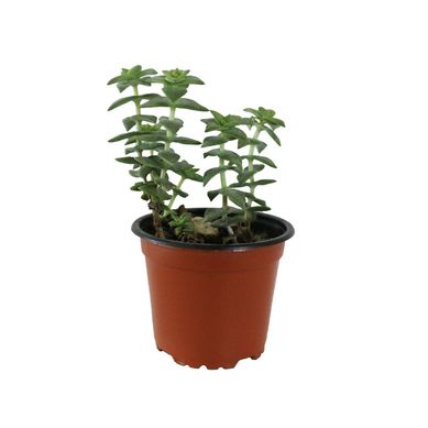 Planta crasul�cea perforata