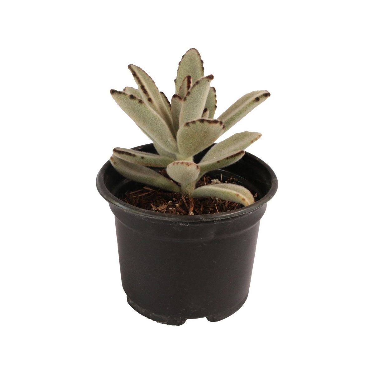 Planta crasulácea kalanchoe tomentosa, marca Conaplor - Foto Principal