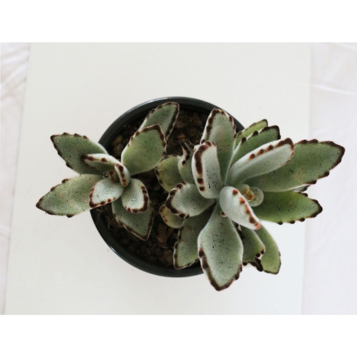 Planta crasulácea kalanchoe tomentosa, marca Conaplor - Foto 2