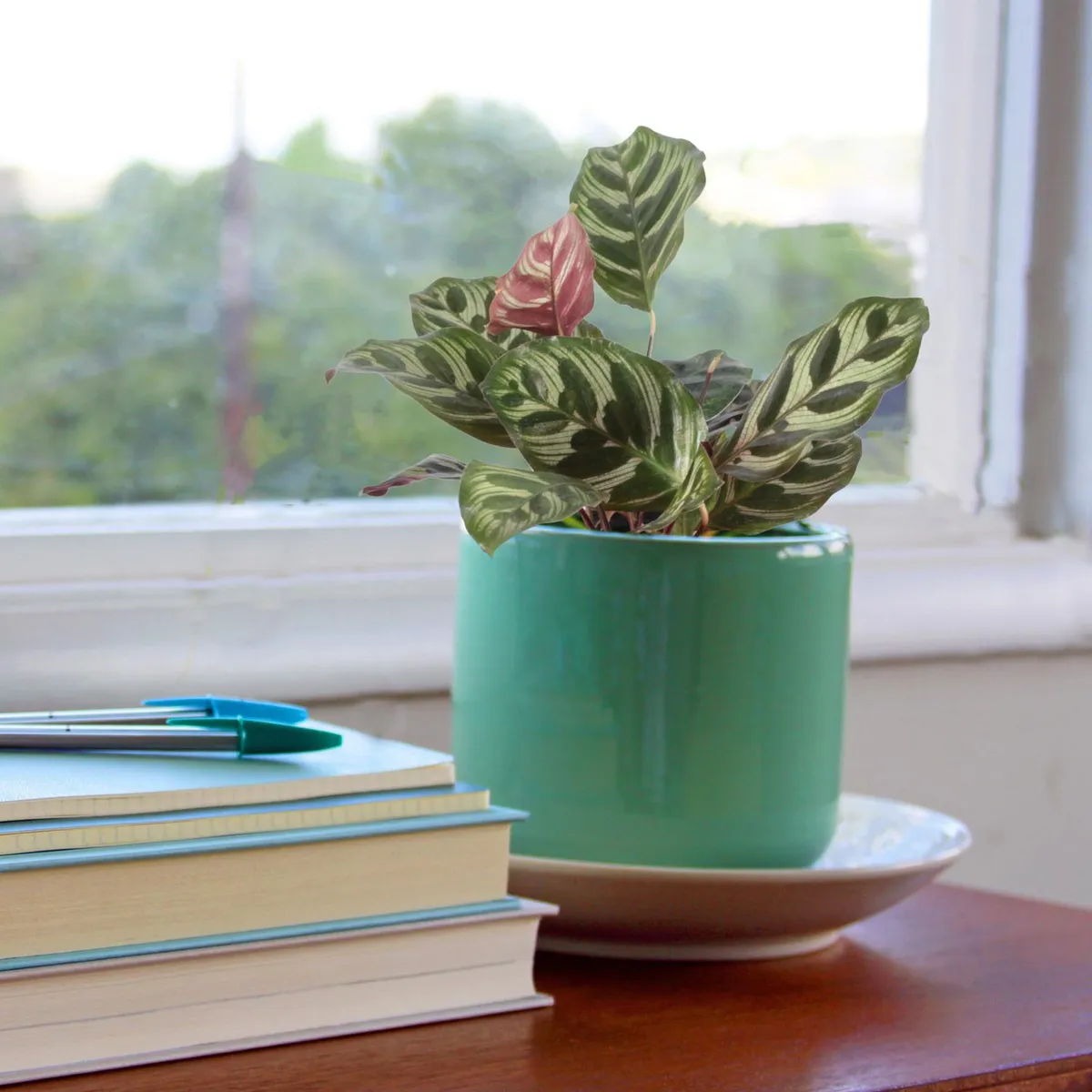 Conaplor - Planta calathea makoyana