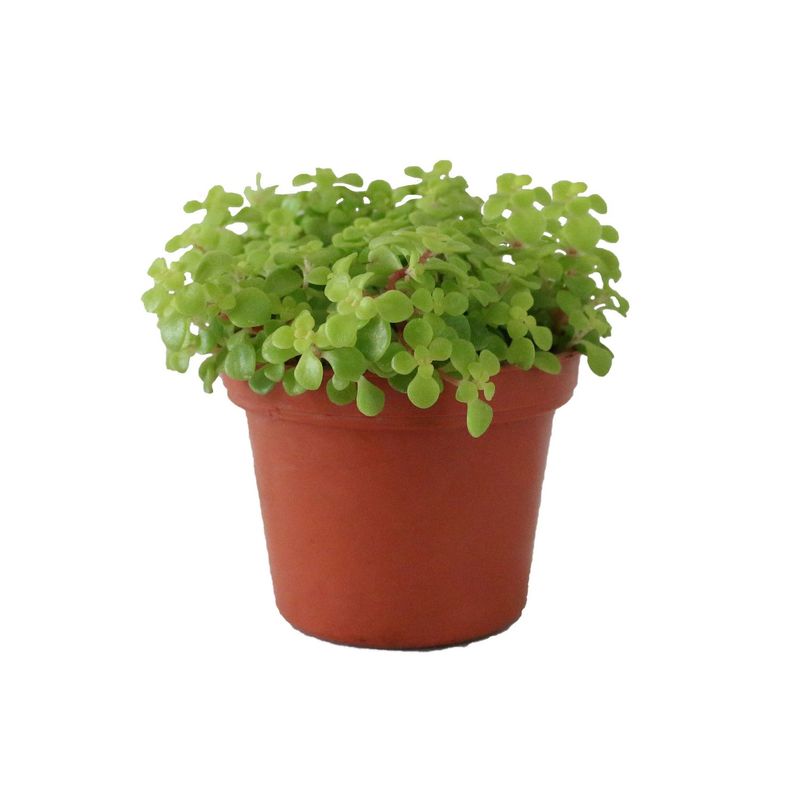 Conaplor - Planta echeveria sedum comfusum