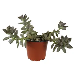 Planta Echeveria darley
