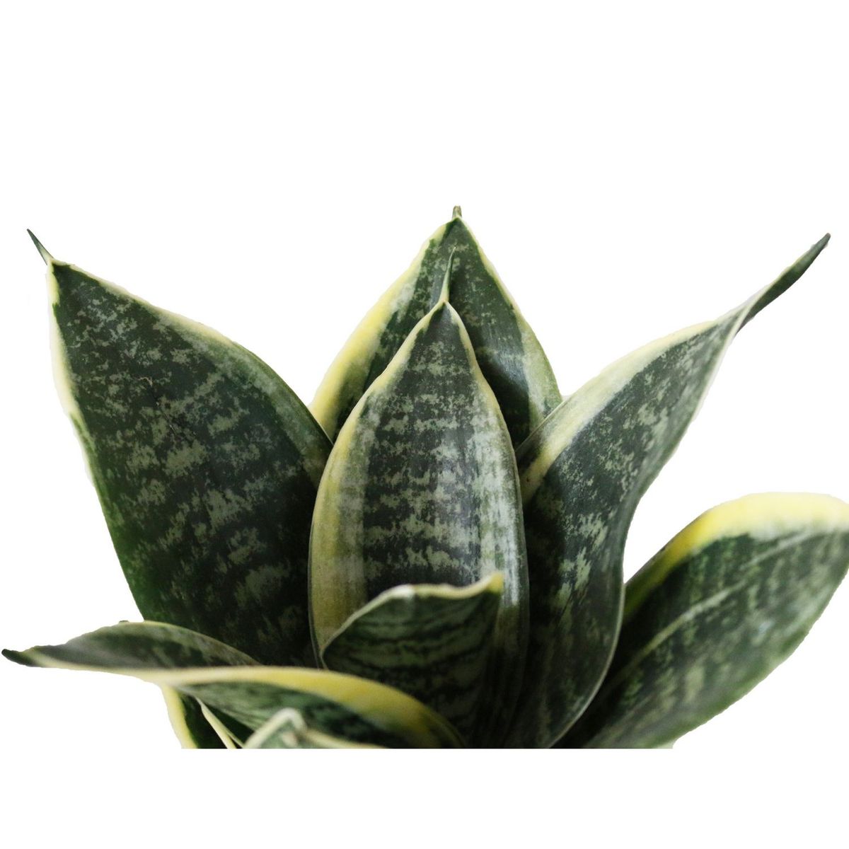 Conaplor - Planta sansevieria