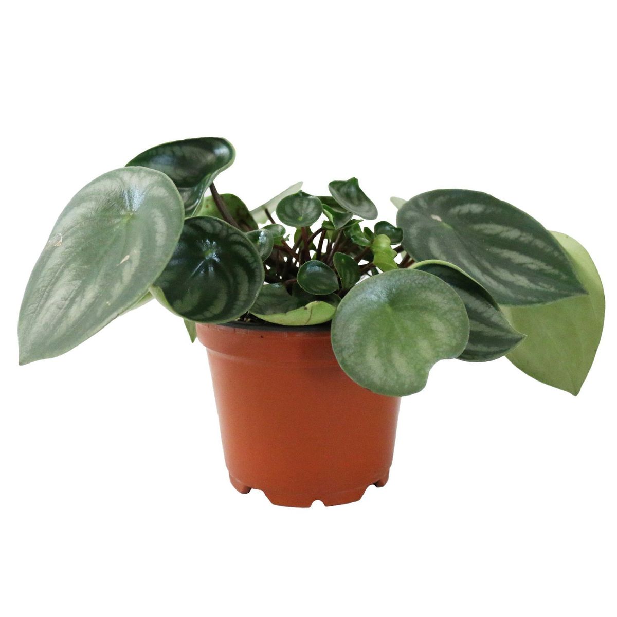 Conaplor - Planta cáscara de sandía