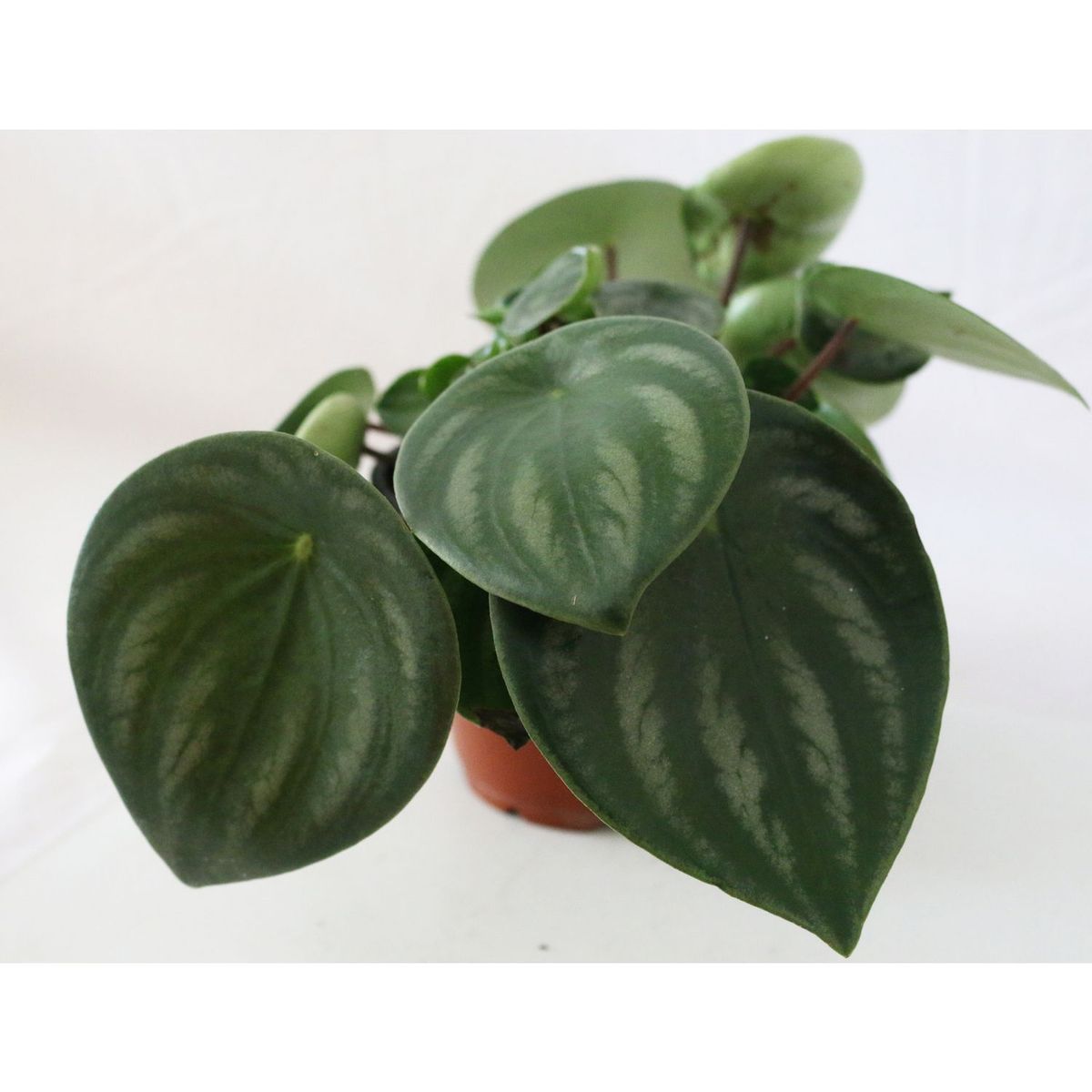 Conaplor - Planta cáscara de sandía