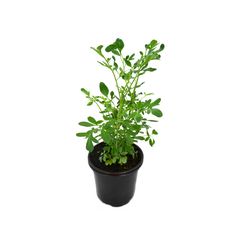 Planta ruda