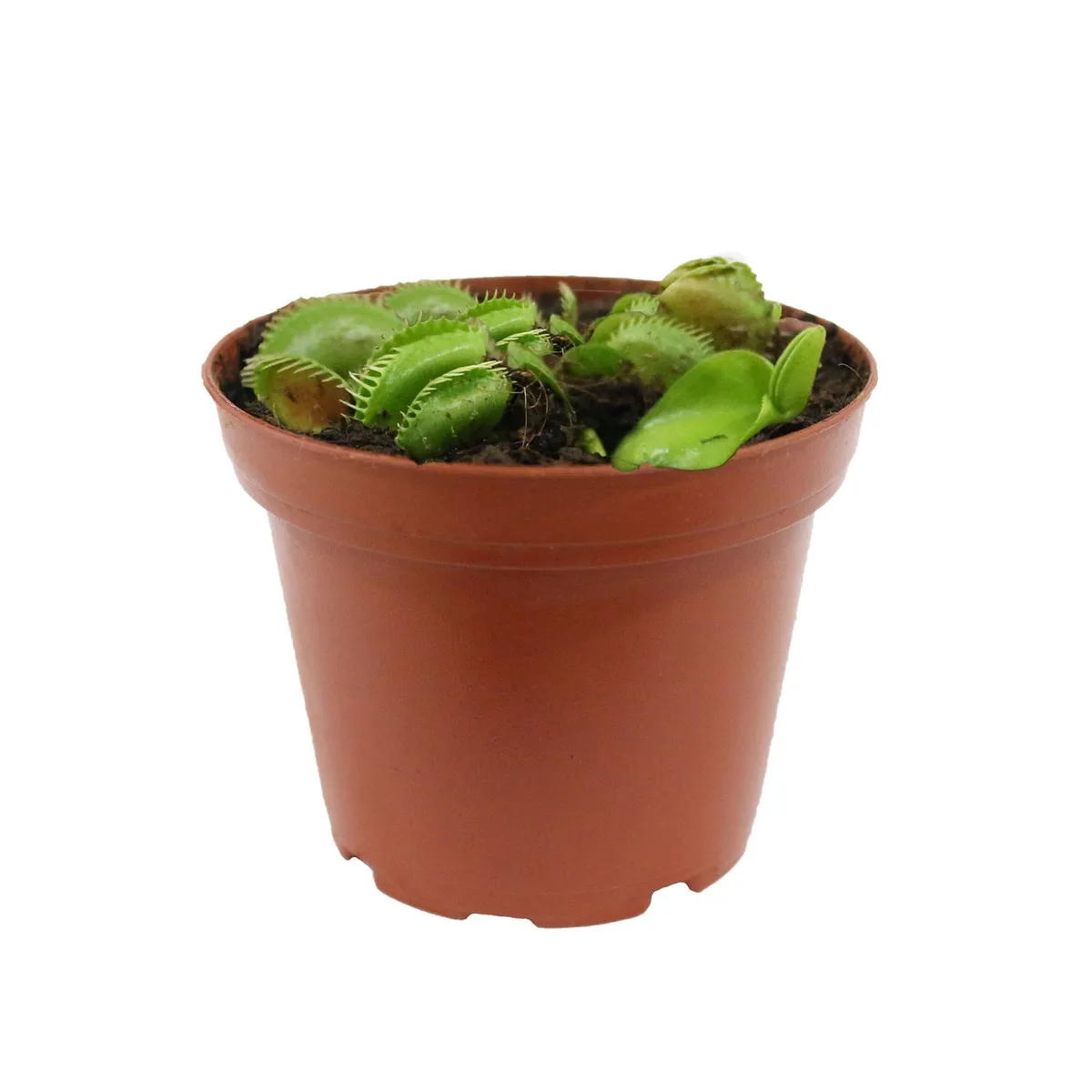 Planta carnivora venus atrapamoscas, marca Conaplor - Foto Principal
