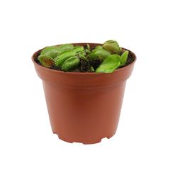 Planta carnivora venus atrapamoscas