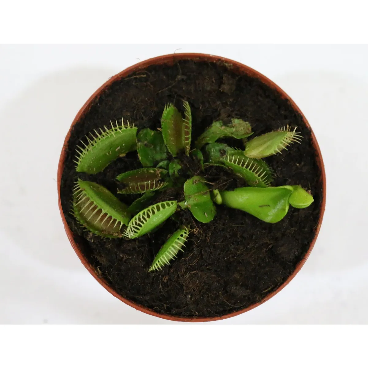 Planta carnivora venus atrapamoscas, marca Conaplor - Foto 2