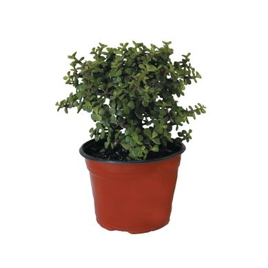 Planta �rbol de la abundancia