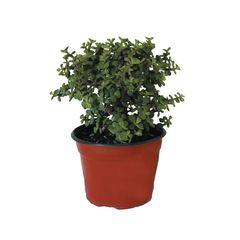 Planta árbol de la abundancia