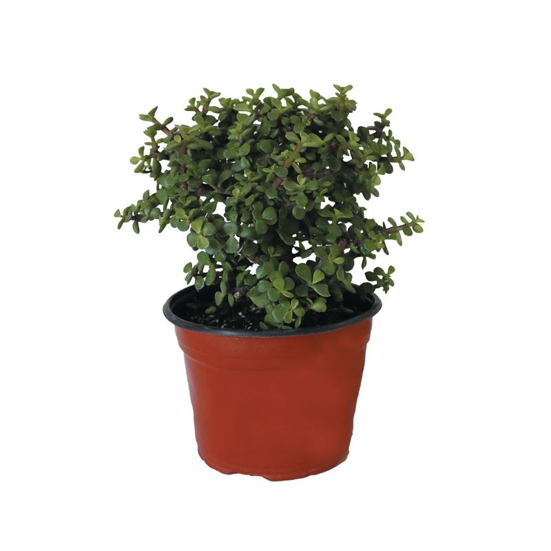 Conaplor - Planta árbol de la abundancia