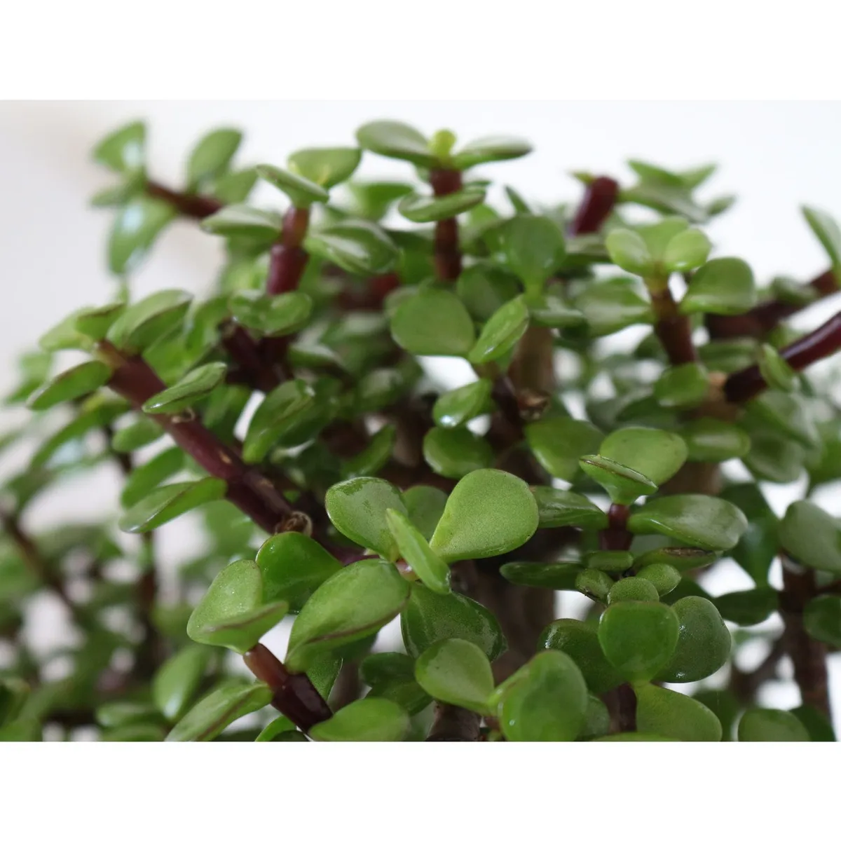 Conaplor - Planta árbol de la abundancia