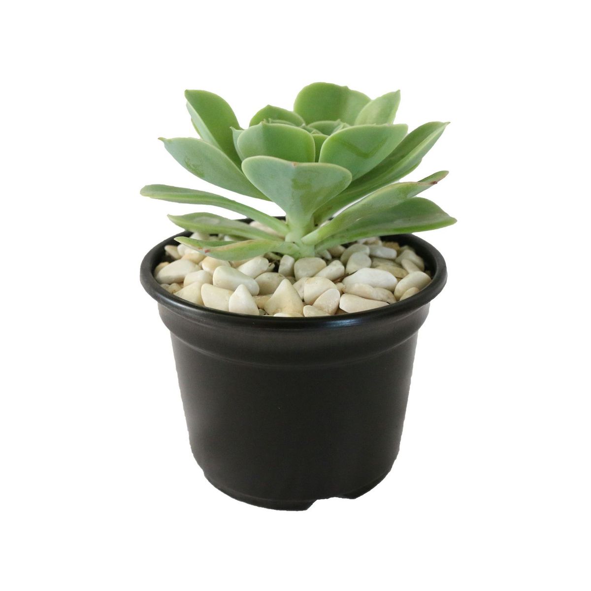Conaplor - Planta crasulácea aeonium arboreum