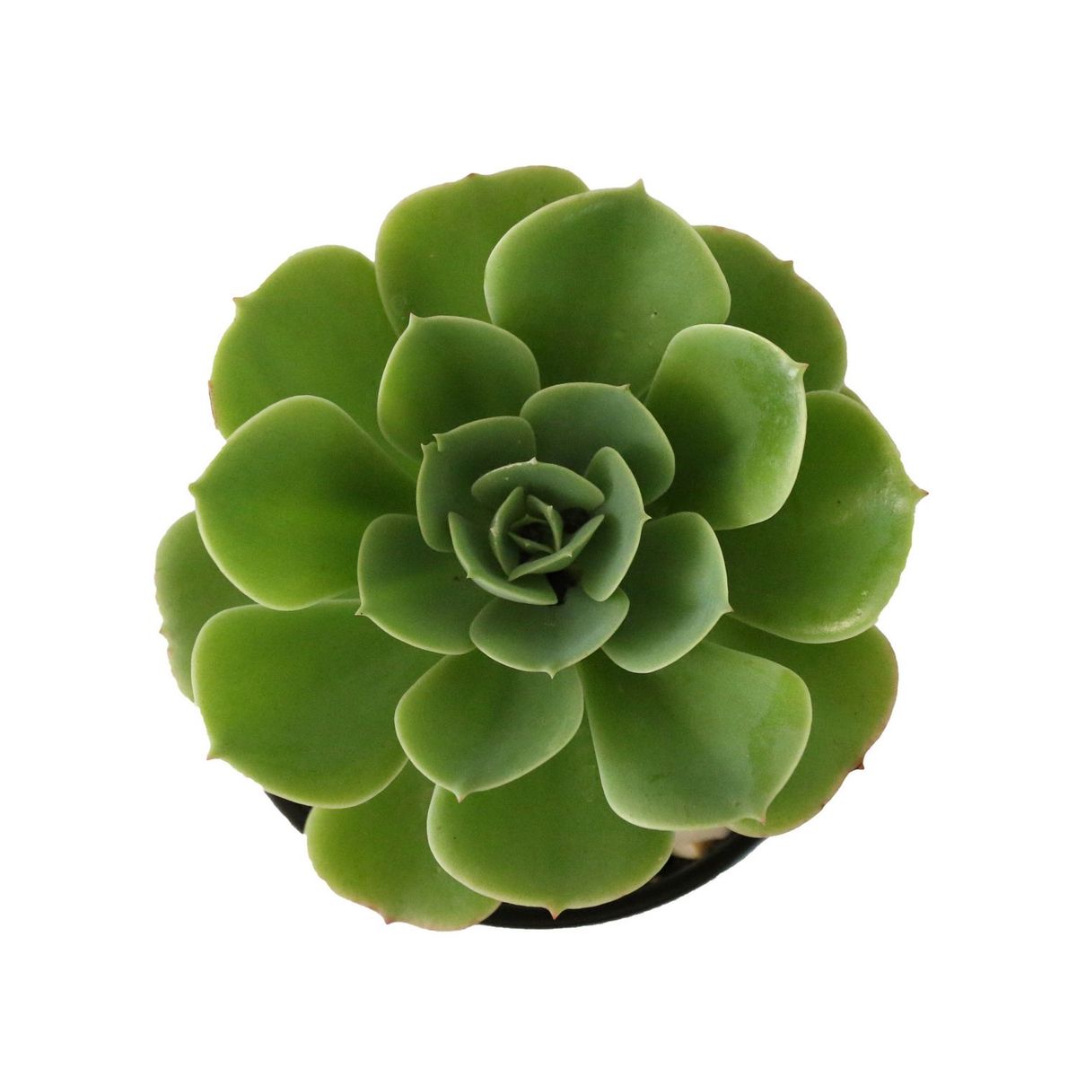 Conaplor - Planta crasulácea aeonium arboreum