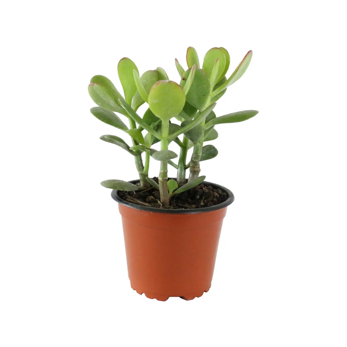 Planta crasulácea ovata, marca Conaplor - Foto Principal