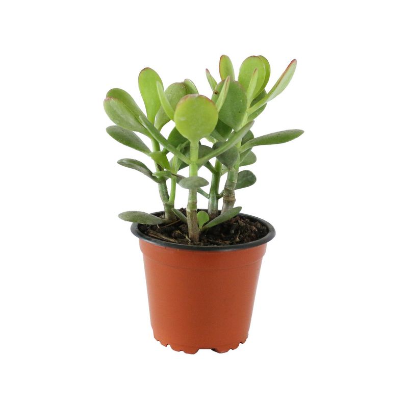 Conaplor - Planta crasulácea ovata