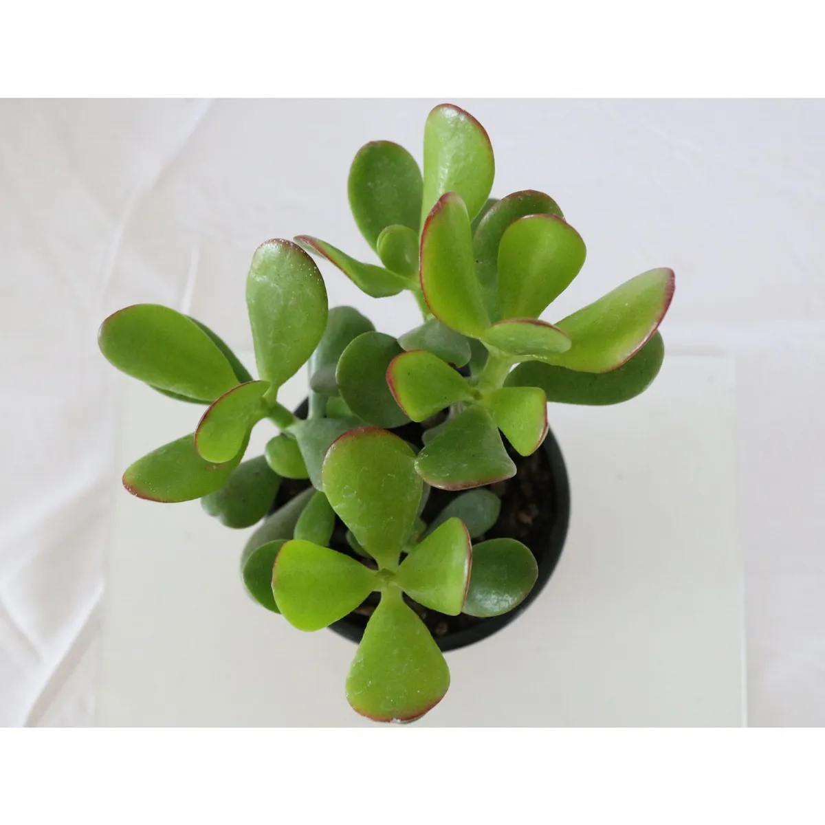 Planta crasulácea ovata, marca Conaplor - Foto 2
