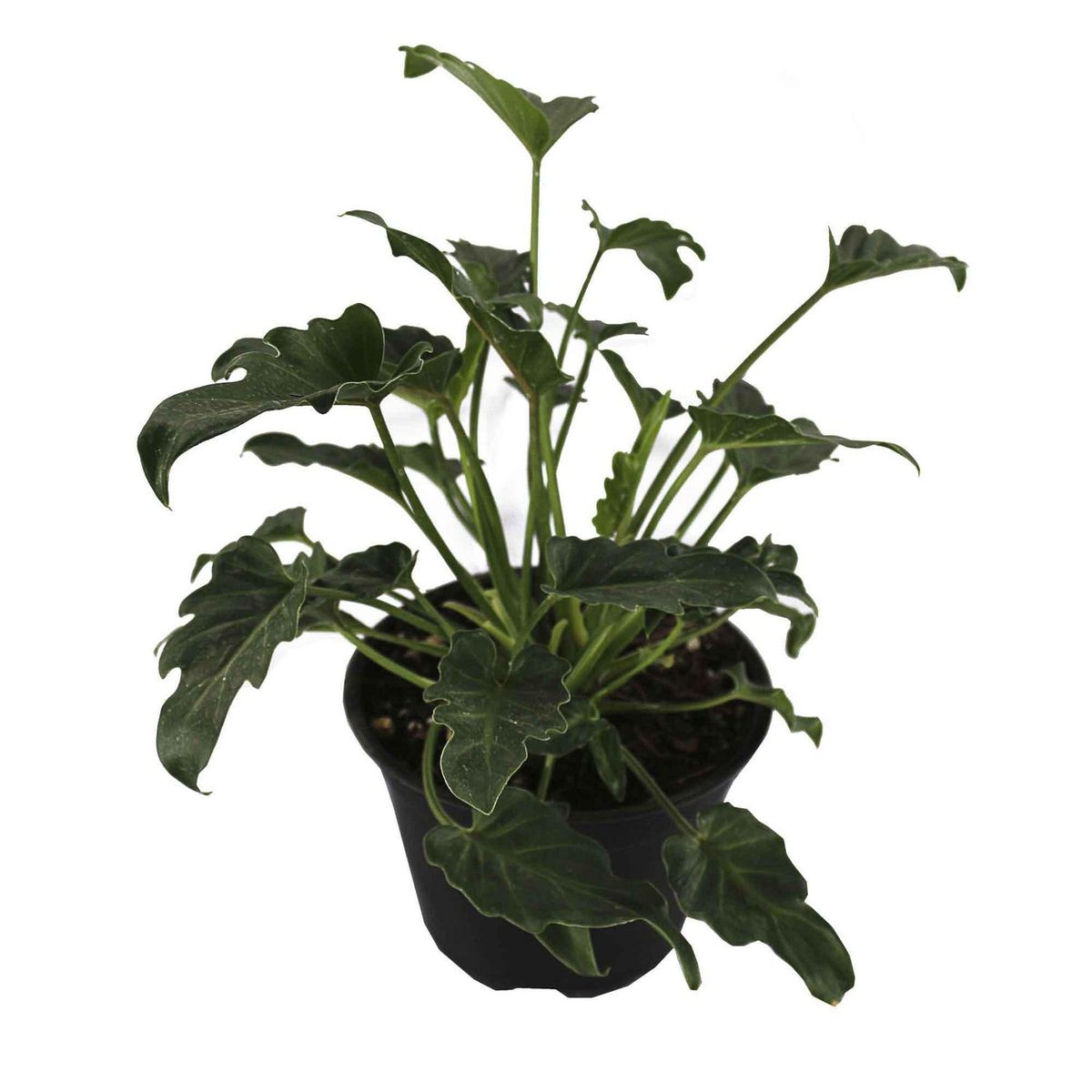 Planta philodendron xanadu, marca Conaplor - Foto Principal