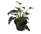 Planta philodendron xanadu