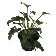 Planta philodendron xanadu