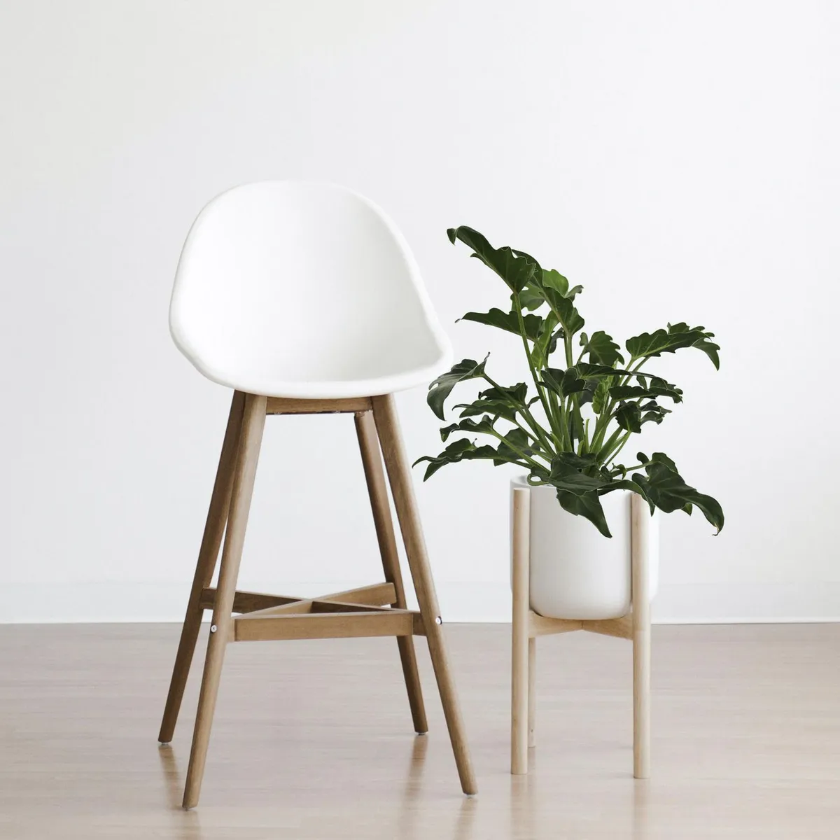 Planta philodendron xanadu, marca Conaplor - Foto 2