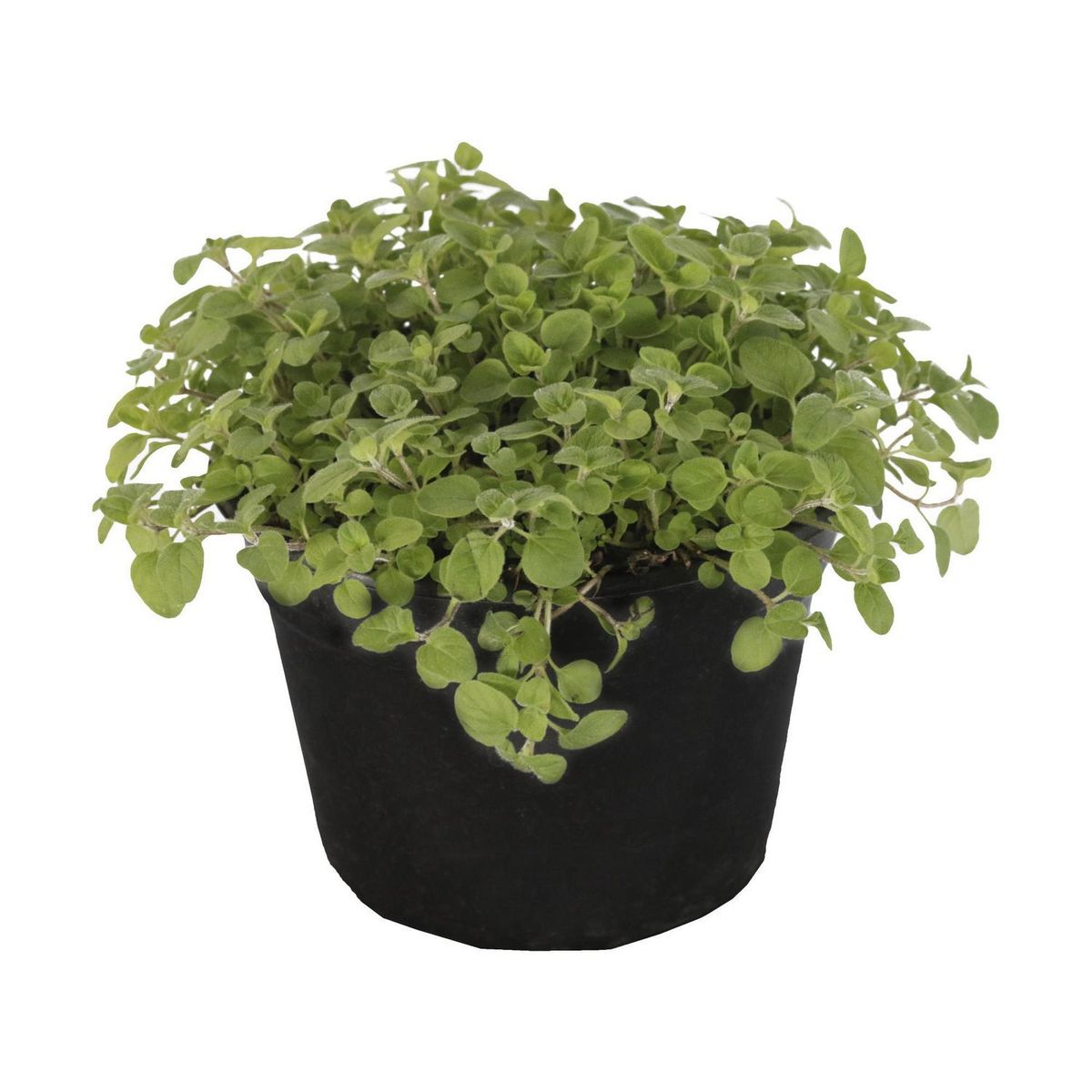 Conaplor - Planta orégano