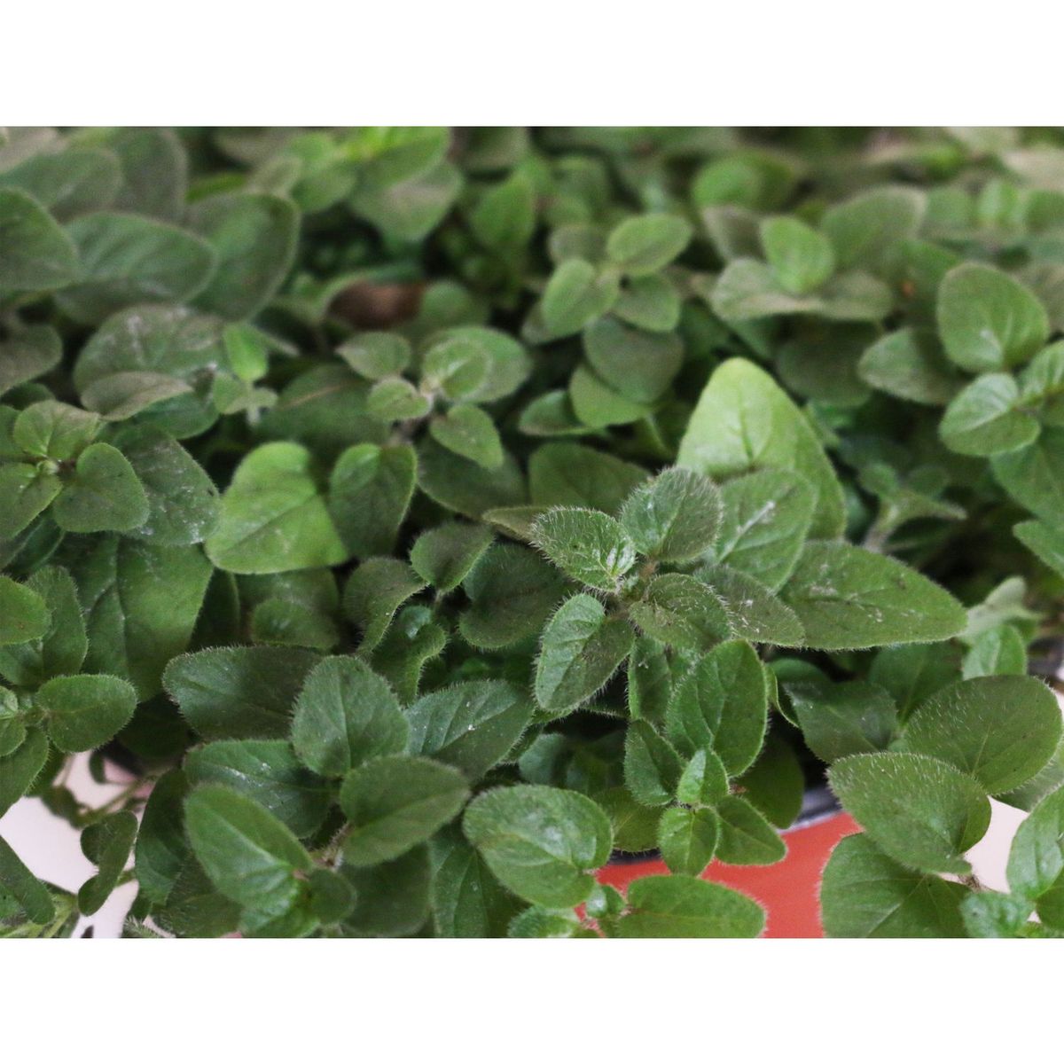 Conaplor - Planta orégano