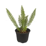 Planta esparrago cola de zorro