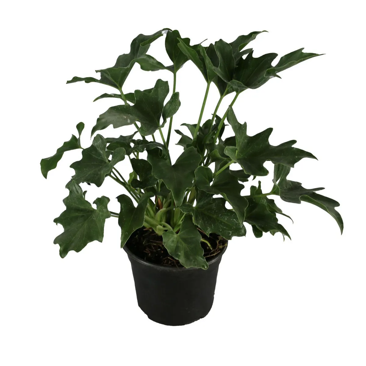 Planta philodendron sellum, marca Conaplor - Foto Principal