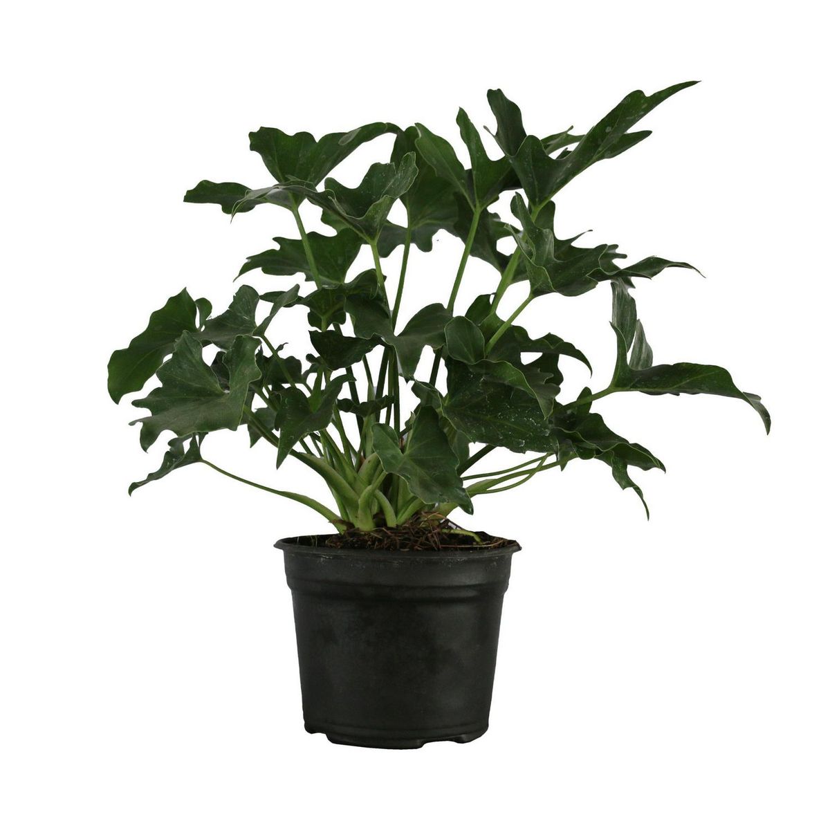 Planta philodendron sellum, marca Conaplor - Foto 2