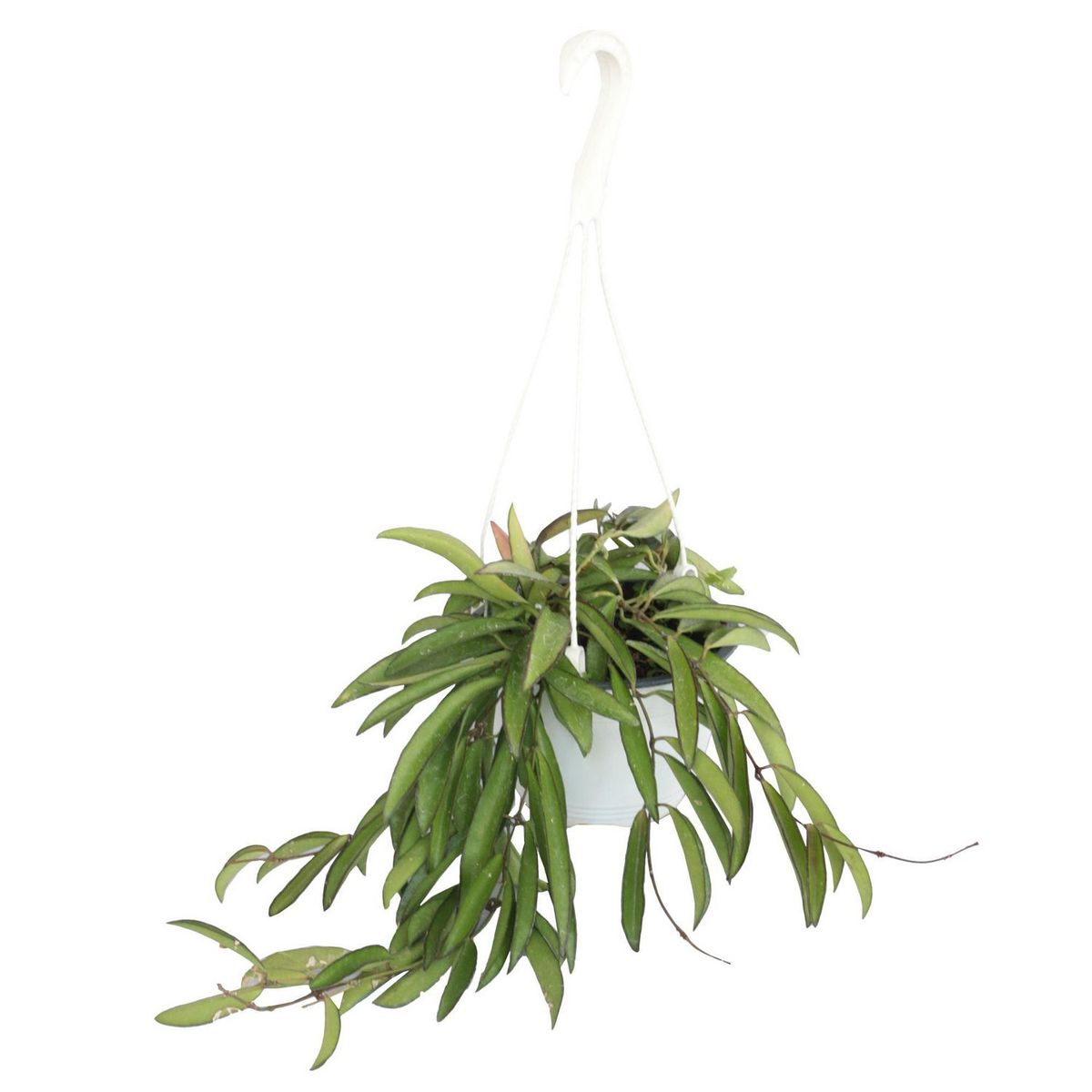 Conaplor - Planta de cera